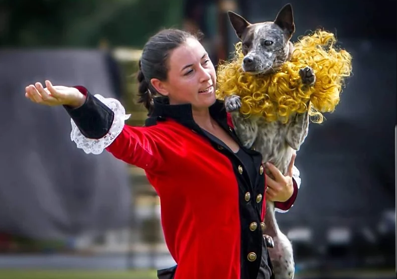 Canine Circus - Attractions at the Ex